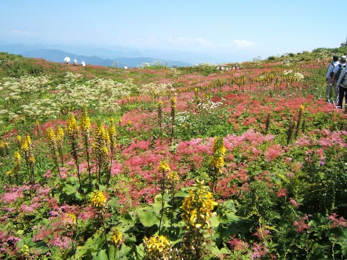 様々な植物が育つ伊吹山。独自の生態系を有し、固有種など貴重植物が多く生息している